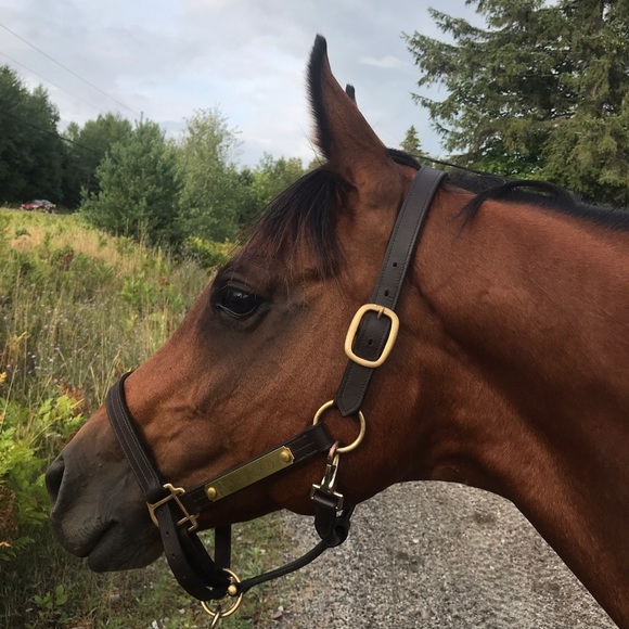 Meet your Posher, Kloe - Picture 1 of 1